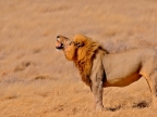 tag-10-12-etosha-0611