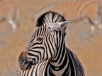 tag-10-12-etosha-0612