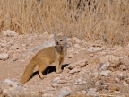 tag-10-12-etosha-0614