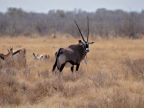 tag-10-12-etosha-0616