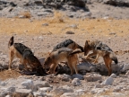 tag-10-12-etosha-0617