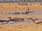 tag-10-12-etosha-0618
