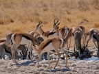 tag-10-12-etosha-0619