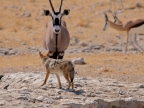 tag-10-12-etosha-0620