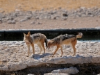 tag-10-12-etosha-0621