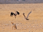 tag-10-12-etosha-0623