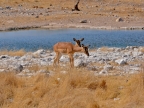 tag-10-12-etosha-0625