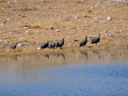 tag-10-12-etosha-0627