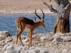 tag-10-12-etosha-0628