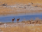 tag-10-12-etosha-0629