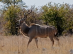tag-10-12-etosha-0631