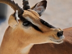 tag-10-12-etosha-0632
