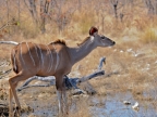 tag-10-12-etosha-0633