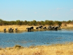 tag-10-12-etosha-0634