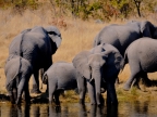 tag-10-12-etosha-0635