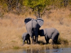 tag-10-12-etosha-0636