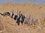 tag-10-12-etosha-0640
