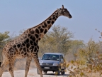 tag-10-12-etosha-0641
