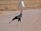 tag-10-12-etosha-0642
