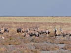 tag-10-12-etosha-0644