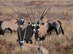 tag-10-12-etosha-0645