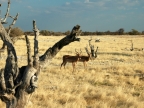 tag-10-12-etosha-0651