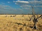 tag-10-12-etosha-0652