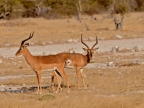 tag-10-12-etosha-0653