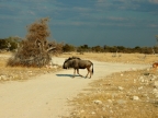 tag-10-12-etosha-0655
