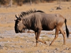 tag-10-12-etosha-0656