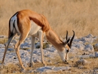 tag-10-12-etosha-0657