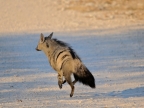 tag-10-12-etosha-0661