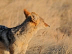 tag-10-12-etosha-0662