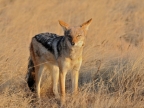 tag-10-12-etosha-0663