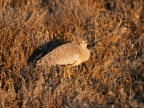 tag-10-12-etosha-0664
