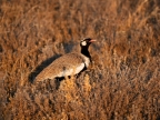 tag-10-12-etosha-0665