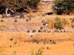 tag-10-12-etosha-0670