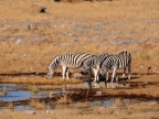 tag-10-12-etosha-0671