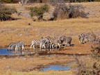 tag-10-12-etosha-0672