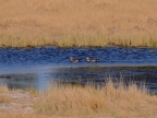 tag-10-12-etosha-0673