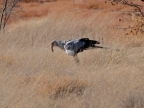 tag-10-12-etosha-0674