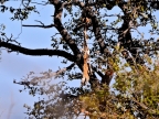 tag-10-12-etosha-0675
