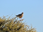 tag-10-12-etosha-0676