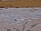 tag-10-12-etosha-0677