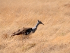 tag-10-12-etosha-0681