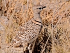 tag-10-12-etosha-0684