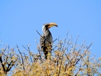 tag-10-12-etosha-0685