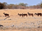 tag-10-12-etosha-0686