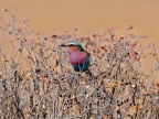 tag-10-12-etosha-0689