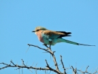 tag-10-12-etosha-0691